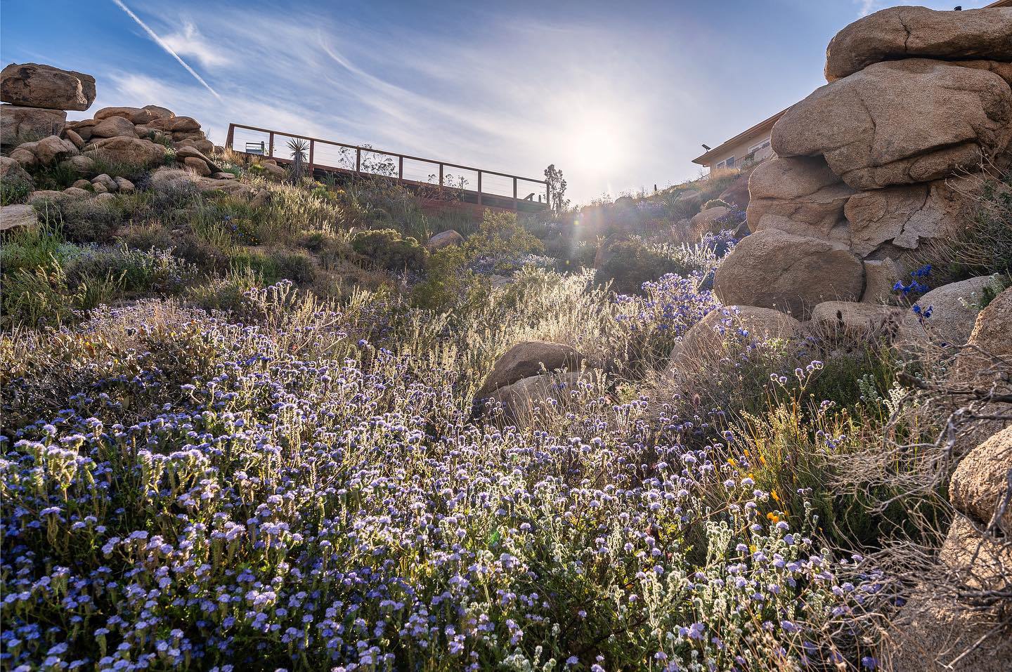 Spring wildflower superbloom covering the hillside below the deck in the Joshua Tree high desert